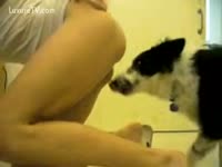Wanting amateur satisfies her craving for tongue play by welcoming K9 to eat her moist cunt